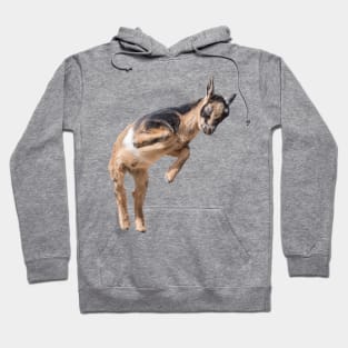 Bouncing Baby Goat 5 Hoodie